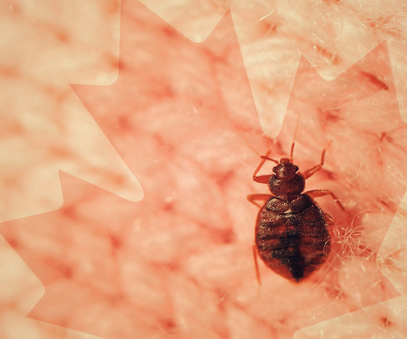 Top 25 cidades do Canadá com mais bed bugs